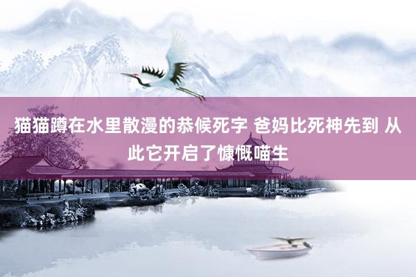 猫猫蹲在水里散漫的恭候死字 爸妈比死神先到 从此它开启了慷慨喵生